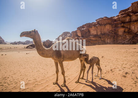 Kamele in einem schönen Tag in der jordanischen Wüste des Wadi Rum breit Dessert mit einer erstaunlichen Berge und Sanddünen. Stockfoto