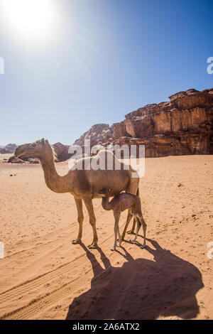 Kamele in einem schönen Tag in der jordanischen Wüste des Wadi Rum breit Dessert mit einer erstaunlichen Berge und Sanddünen. Stockfoto