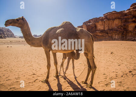 Kamele in einem schönen Tag in der jordanischen Wüste des Wadi Rum breit Dessert mit einer erstaunlichen Berge und Sanddünen. Stockfoto