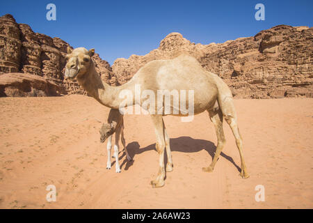 Kamele in einem schönen Tag in der jordanischen Wüste des Wadi Rum breit Dessert mit einer erstaunlichen Berge und Sanddünen. Stockfoto