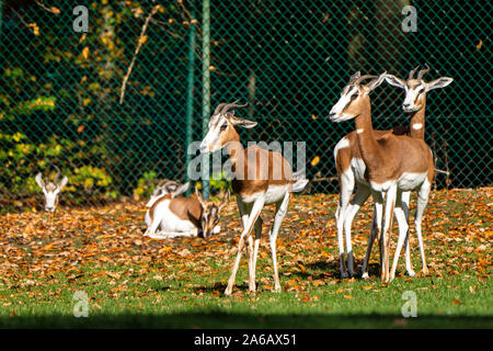 Dama Gazelle, Gazella dama mhorr oder mhorr Gazelle ist eine Pflanzenart aus der Gattung der Gazelle. leben in Afrika in der Sahara und der Sahelzone und surft auf Wüste sh Stockfoto