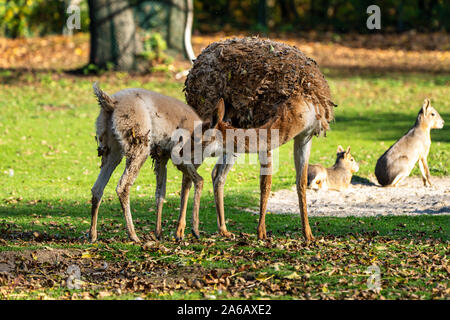 Vicunas, Vicugna Vicugna, Angehörigen der Lamas, die in die hochalpinen Regionen der Anden leben Stockfoto