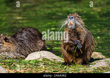 Nutrias, Nutria Myocastor, auch als Fluss Ratte oder nutria genannt, ist eine große, Pflanzenfresser, semiaquatic Nagetier und nur Mitglied der Familie Myocastoridae. Stockfoto