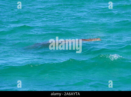 Anzeigen eines wilden Seekuh (Dugong Dugon) in das Wasser des Indischen Ozeans in Shark Bay, Western Australia Stockfoto