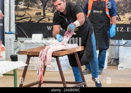 Aracena, Huelva, Spanien - Oktober 20, 2019: Metzger in Schlachtung und traditionelle Herstellung der iberischen Schwein und extrahieren Sie verschiedene Teile o Stockfoto