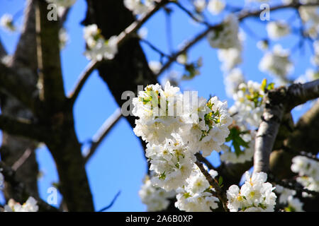 Kirschblüte in Jerte Tal, Cerezos en flor Valle del Jerte. Cherry Blossom Blumen blühen. Stockfoto