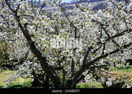 Kirschblüte in Jerte Tal, Cerezos en flor Valle del Jerte. Cherry Blossom Blumen blühen. Stockfoto