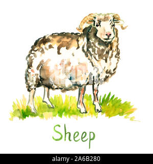 Weiße Schafe (RAM) stehen auf der grünen Wiese, Handgemalten Aquarell grafik design Element für Einladung, Karten, Print, Plakat Stockfoto
