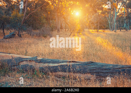 Sonnenuntergang gesehen durch Eukalyptusbäume mit getrockneten im Vordergrund anmelden, South Australian Stockfoto