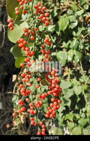 Cluster von Obst, Beeren von gemeinsamen Smilax, Smilax aspera Stockfoto