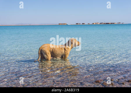 Einen süßen Hund schwimmen im Wasser an der Blauen Lagune in Dahab City in South Sinai, Ägypten. Stockfoto