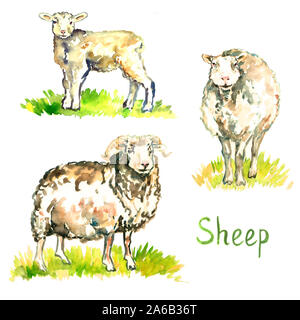 Weiße Schafe, Ram und Lamm, stehend auf der grünen Wiese, Handgemalten Aquarell grafik design Element für Einladung, Karten, Print, Plakat Stockfoto