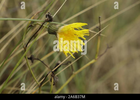 Gemeinsame Cat's-Ohr oder Hypochaeris radicata eine gelbe Blume, der so aussieht wie der Löwenzahn Stockfoto