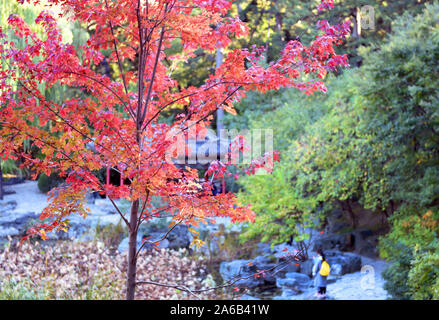 Peking, China. 25 Okt, 2019. Foto zeigt rote Blätter in Xiangshan Park in Peking, der Hauptstadt von China, Okt. 25, 2019. Quelle: Ren Chao/Xinhua/Alamy leben Nachrichten Stockfoto