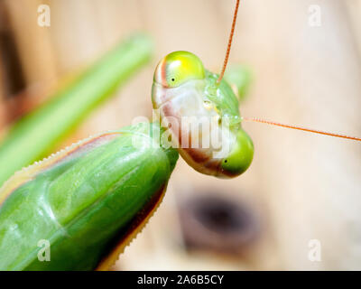 Europäische Gottesanbeterin (Mantis Religiosa) Stockfoto