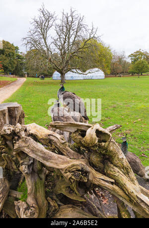 Poole, Dorset UK. 25. Okt 2019. Öffnung Tag für Menschen Michael Pinsky der Luftverschmutzung die Hülsen auf Brownsea Island zu besuchen, die Qualität der Luft, Geruch und Temperatur der fünf Städte - London, Sao Paulo, Tautra, Peking und Neu-Delhi zu erleben. Besucher erhalten die Empfindung der Atmung giftige Luft zu fühlen, ohne Gefahr für ihre Gesundheit, da sie durch eine Reihe von Kuppeln, dass Millionen von Menschen weltweit konfrontiert sind mit täglich. Die Veranstaltung ist eine Zusammenarbeit zwischen Aktivieren & Cape Farewell, durch National Trust gehostet, die Interaktion mit lokalen Kinder und Studenten über das Klima. Credit: Carolyn Jenkins/Alamy leben Nachrichten Stockfoto