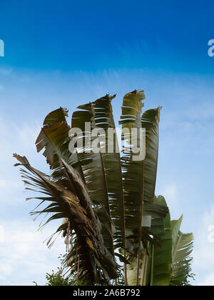 Bananenstaude, grünes Blatt in der Natur Banana Leaf. Stockfoto