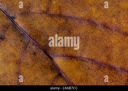 Braune Textur Blatt close up, in dem Details und rote Adern. Blätter im Herbst Hintergrund. Stockfoto