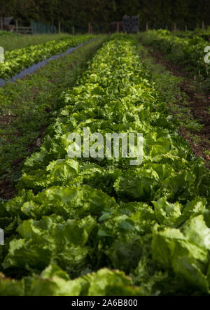 Selektiver Fokus auf Gebiet der pulsierenden grünen Salat im Garten wächst Stockfoto