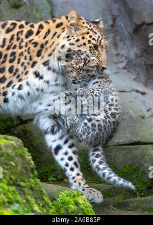 Amur leopard Esra trägt eine ihrer sechs Wochen alten cub Zwillinge um Ihr Gehäuse in Colchester Zoo in Essex. Die Geburt des Paares im September ist ein Impuls für die Arten mit schätzungsweise 60 Amur Leoparden in freier Wildbahn. Stockfoto