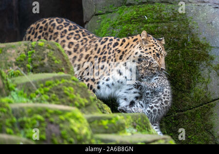 Amur leopard Esra trägt eine ihrer sechs Wochen alten cub Zwillinge um Ihr Gehäuse in Colchester Zoo in Essex. Die Geburt des Paares im September ist ein Impuls für die Arten mit schätzungsweise 60 Amur Leoparden in freier Wildbahn. Stockfoto