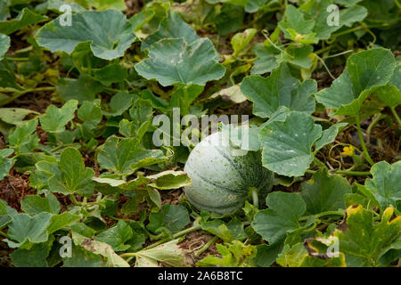 Nahaufnahme auf Charentais Melone wächst in einem Gewächshaus Garten im ländlichen Frankreich Stockfoto