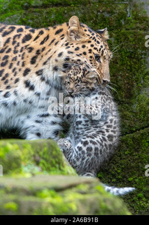 Amur leopard Esra trägt eine ihrer sechs Wochen alten cub Zwillinge um Ihr Gehäuse in Colchester Zoo in Essex. Die Geburt des Paares im September ist ein Impuls für die Arten mit schätzungsweise 60 Amur Leoparden in freier Wildbahn. Stockfoto