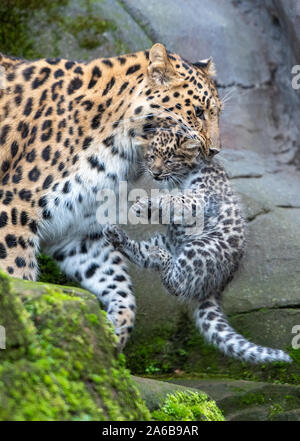 Amur leopard Esra trägt eine ihrer sechs Wochen alten cub Zwillinge um Ihr Gehäuse in Colchester Zoo in Essex. Die Geburt des Paares im September ist ein Impuls für die Arten mit schätzungsweise 60 Amur Leoparden in freier Wildbahn. Stockfoto