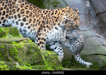 Amur leopard Esra trägt eine ihrer sechs Wochen alten cub Zwillinge um Ihr Gehäuse in Colchester Zoo in Essex. Die Geburt des Paares im September ist ein Impuls für die Arten mit schätzungsweise 60 Amur Leoparden in freier Wildbahn. Stockfoto