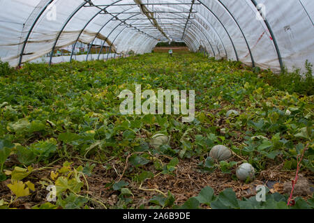 Charentais Melone wächst in einem Gewächshaus Garten im ländlichen Frankreich Stockfoto