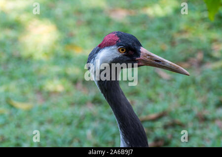 Kopf einer rot-gekrönten Kranich (Grus japonensis), auch genannt die mandschurische Kran oder Japanischer Kranich, eine große Ostasiatische Kran zu den seltensten Kraniche i Stockfoto