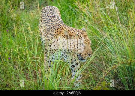 African Leopard (Panthera Pardus) zu Fuß in Richtung Kamera, Madikwe Game Reserve, Südafrika. Stockfoto