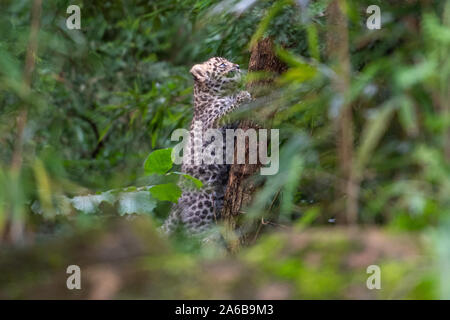 Eine der sechs Wochen alten Amur leopard cub Zwillinge klettert einen Baum in ihrem Gehege in Colchester Zoo in Essex. Die Geburt des Paares im September ist ein Impuls für die Arten mit schätzungsweise 60 Amur Leoparden in freier Wildbahn. Stockfoto