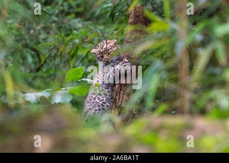 Eine der sechs Wochen alten Amur leopard cub Zwillinge klettert einen Baum in ihrem Gehege in Colchester Zoo in Essex. Die Geburt des Paares im September ist ein Impuls für die Arten mit schätzungsweise 60 Amur Leoparden in freier Wildbahn. Stockfoto