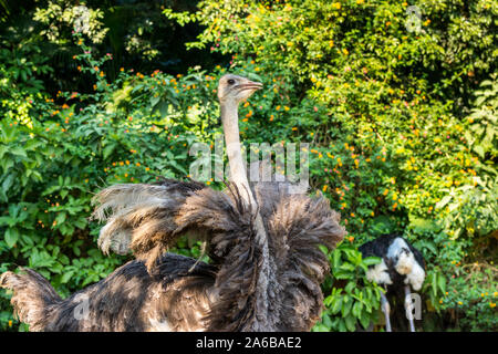 Die gemeinsame Strauß (Struthio camelus), oder einfach, Strauß, eine Spezies von großen flugunfähigen Vogel native auf bestimmte grosse Gebiete von Afrika Stockfoto