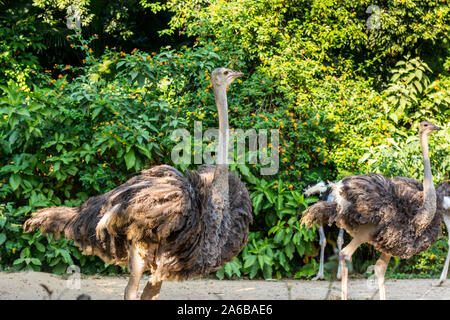 Die gemeinsame Strauß (Struthio camelus), oder einfach, Strauß, eine Spezies von großen flugunfähigen Vogel native auf bestimmte grosse Gebiete von Afrika Stockfoto