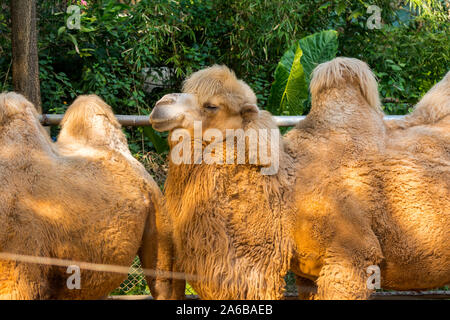 Baktrischen Kamel (Camelus bactrianus), einem großen, Selbst-toed ungulate native auf den Steppen Zentralasiens. Die baktrischen Kamel hat zwei Höcker auf dem Rücken Stockfoto
