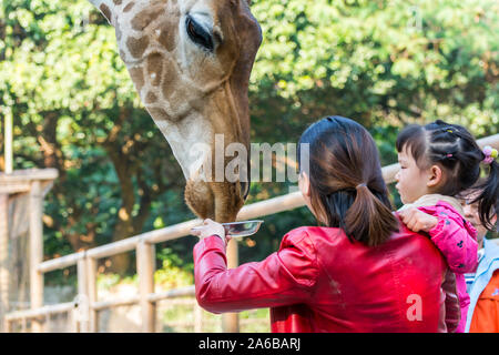 Fütterung afrikanische Giraffe (Giraffa Camelopardalis) in einem Zoo, einem afrikanischen Selbst-toed ungulate Säugetier, das grösste lebende Landtier und der Großen Stockfoto