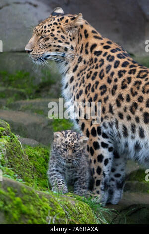 Amur leopard Esra mit einem ihrer sechs Wochen alten cub Zwillinge um Ihr Gehäuse in Colchester Zoo in Essex. Die Geburt des Paares im September ist ein Impuls für die Arten mit schätzungsweise 60 Amur Leoparden in freier Wildbahn. Stockfoto