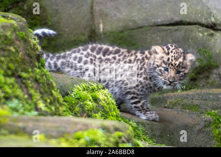 Eine der sechs Wochen alten Amur leopard cub Zwillinge in ihrem Gehege in Colchester Zoo in Essex. Die Geburt des Paares im September ist ein Impuls für die Arten mit schätzungsweise 60 Amur Leoparden in freier Wildbahn. Stockfoto