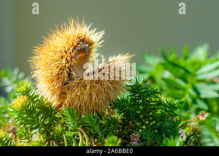 Chestnut Igel, vom Baum im Herbst gefallen, auf dem Unterholz Stockfoto