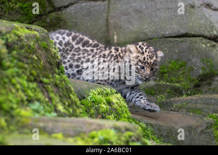 Eine der sechs Wochen alten Amur leopard cub Zwillinge in ihrem Gehege in Colchester Zoo in Essex. Die Geburt des Paares im September ist ein Impuls für die Arten mit schätzungsweise 60 Amur Leoparden in freier Wildbahn. Stockfoto