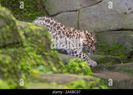 Eine der sechs Wochen alten Amur leopard cub Zwillinge in ihrem Gehege in Colchester Zoo in Essex. Die Geburt des Paares im September ist ein Impuls für die Arten mit schätzungsweise 60 Amur Leoparden in freier Wildbahn. Stockfoto