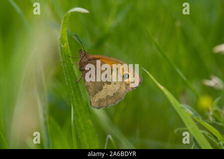 Wiese braun Schmetterling (Maniola Jurtina) Stockfoto