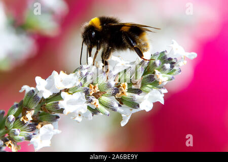 Britische Biene auf Blume Stockfoto