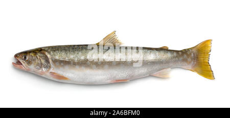 Seitenansicht des frischen kundzha whitespotted char isoliert auf weißem Stockfoto