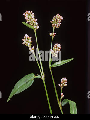 Rotschenkel (persicaria Maculosa) rosa Blüten aus einem wichtigen jährlichen Unkraut auf schwarzem Hintergrund Stockfoto