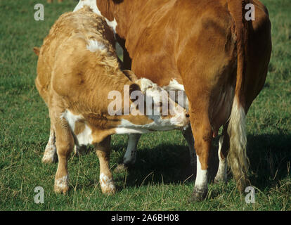 Ältere Kalb saugen Milch von der Mutter zwischen Kühen in einem mutterkuhbestand Beweidung auf downland Weide Stockfoto