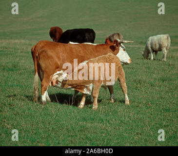 Ältere Kalb saugen Milch von der Mutter zwischen Kühen in einem mutterkuhbestand Beweidung auf downland Weide Stockfoto