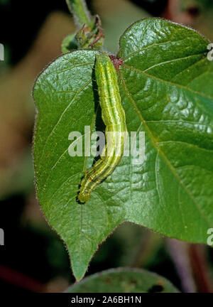 Kohl Looper (trichoplusia Ni) Grün, Weiß Caterpillar auf beschädigten Baumwolle Blatt, Mississippi, USA gestreift, Oktober Stockfoto